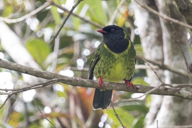 Green-and-black Fruiteater - eBird