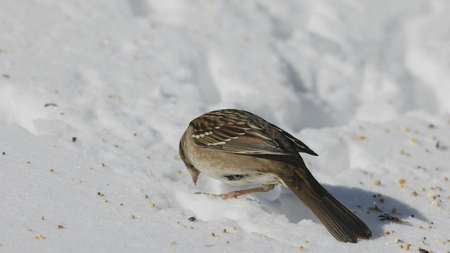 Golden-crowned Sparrow - ML419929841