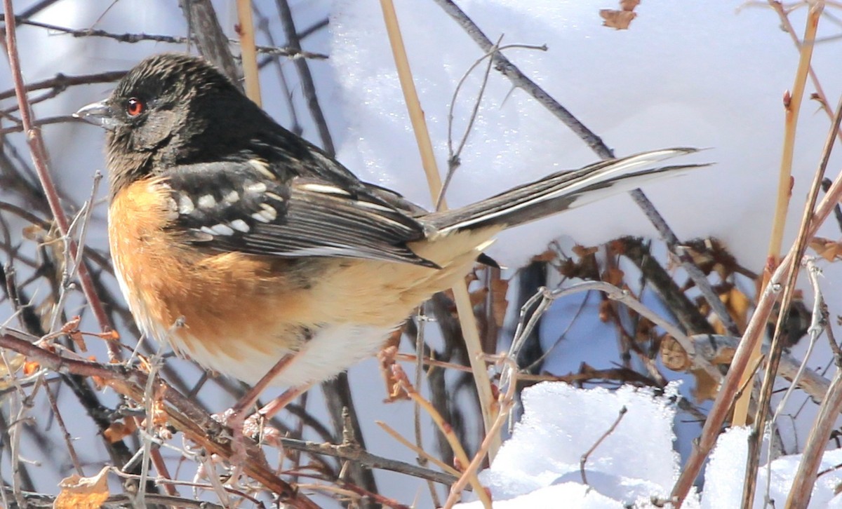 Spotted Towhee - ML419931251
