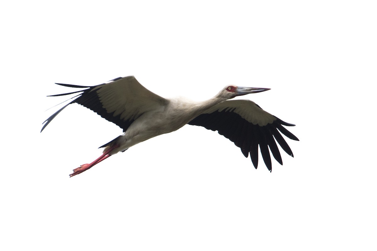 Maguari Stork - ML41993251