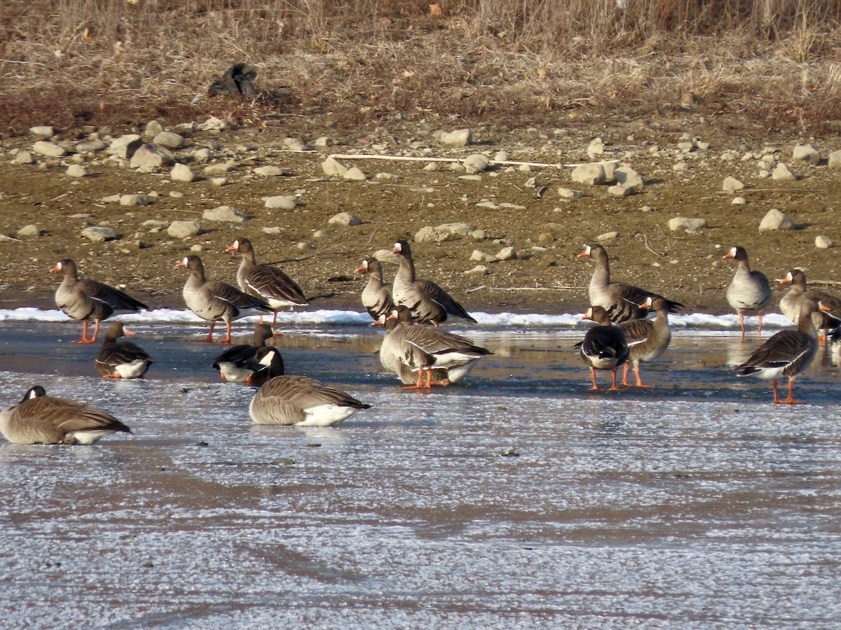 Greater White-fronted Goose - Lisa Owens