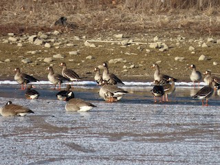 Greater White-fronted Goose, ML419933061