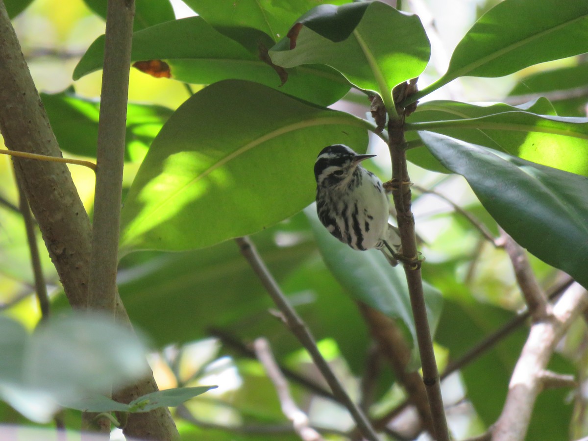 Black-and-white Warbler - ML419934421