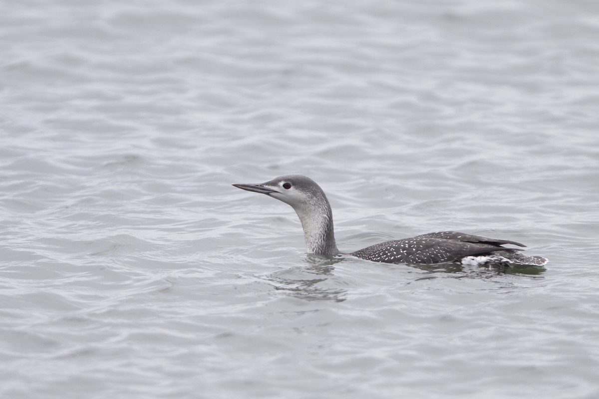 Red-throated Loon - ML41993541