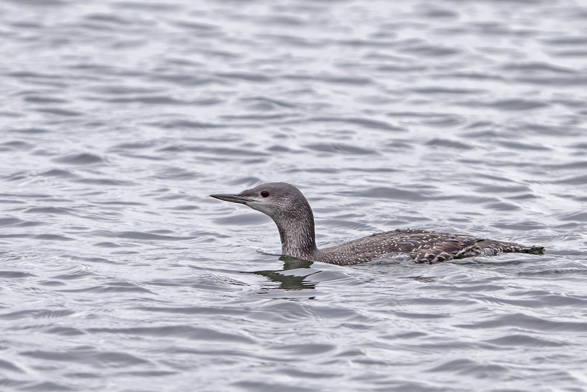 Red-throated Loon - ML41993571