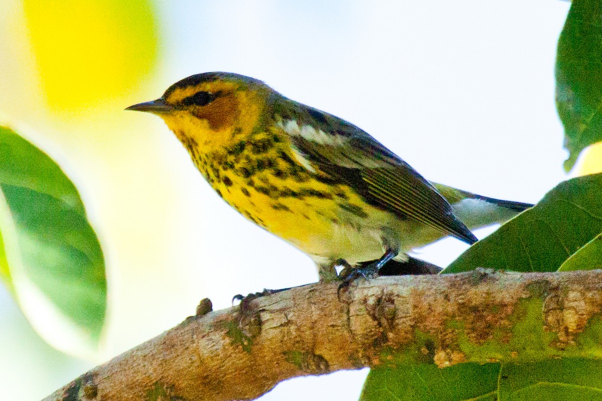 Cape May Warbler - ML419936121