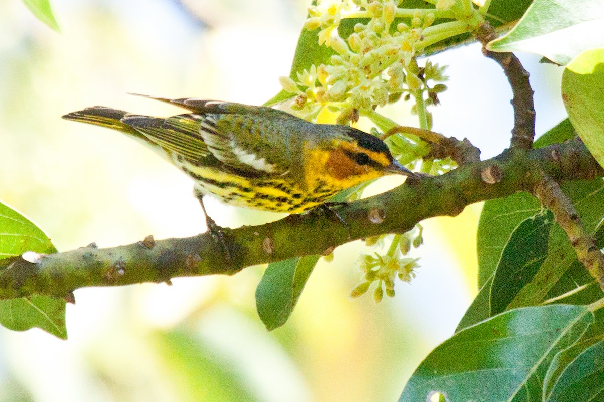 Cape May Warbler - ML419936611