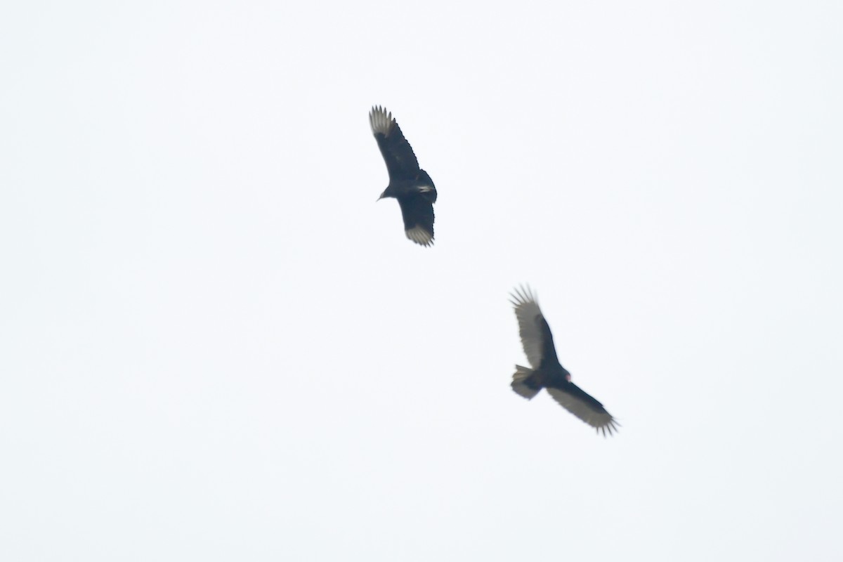 Black Vulture - ML419936921