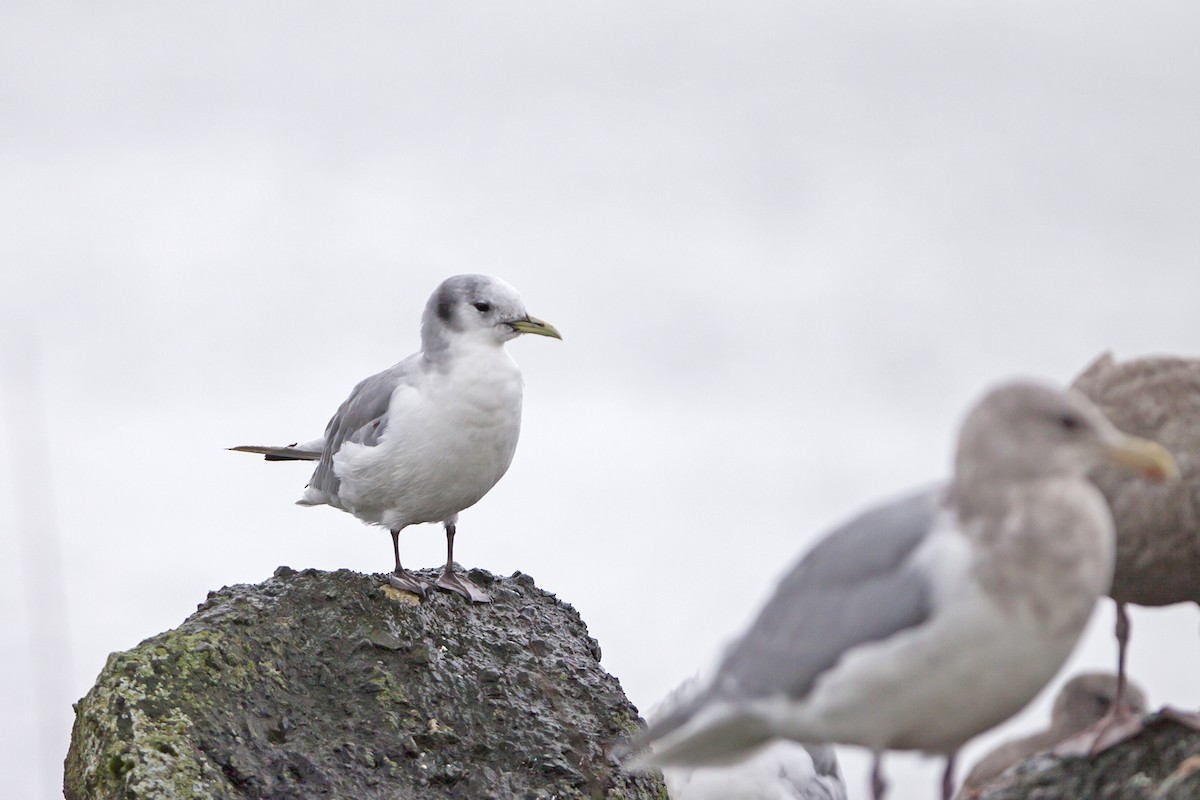 Mouette tridactyle - ML41994001