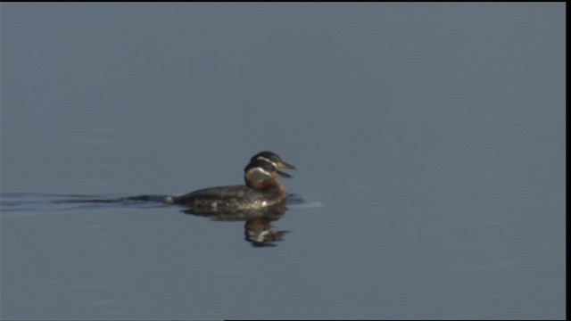 Red-necked Grebe - ML419942