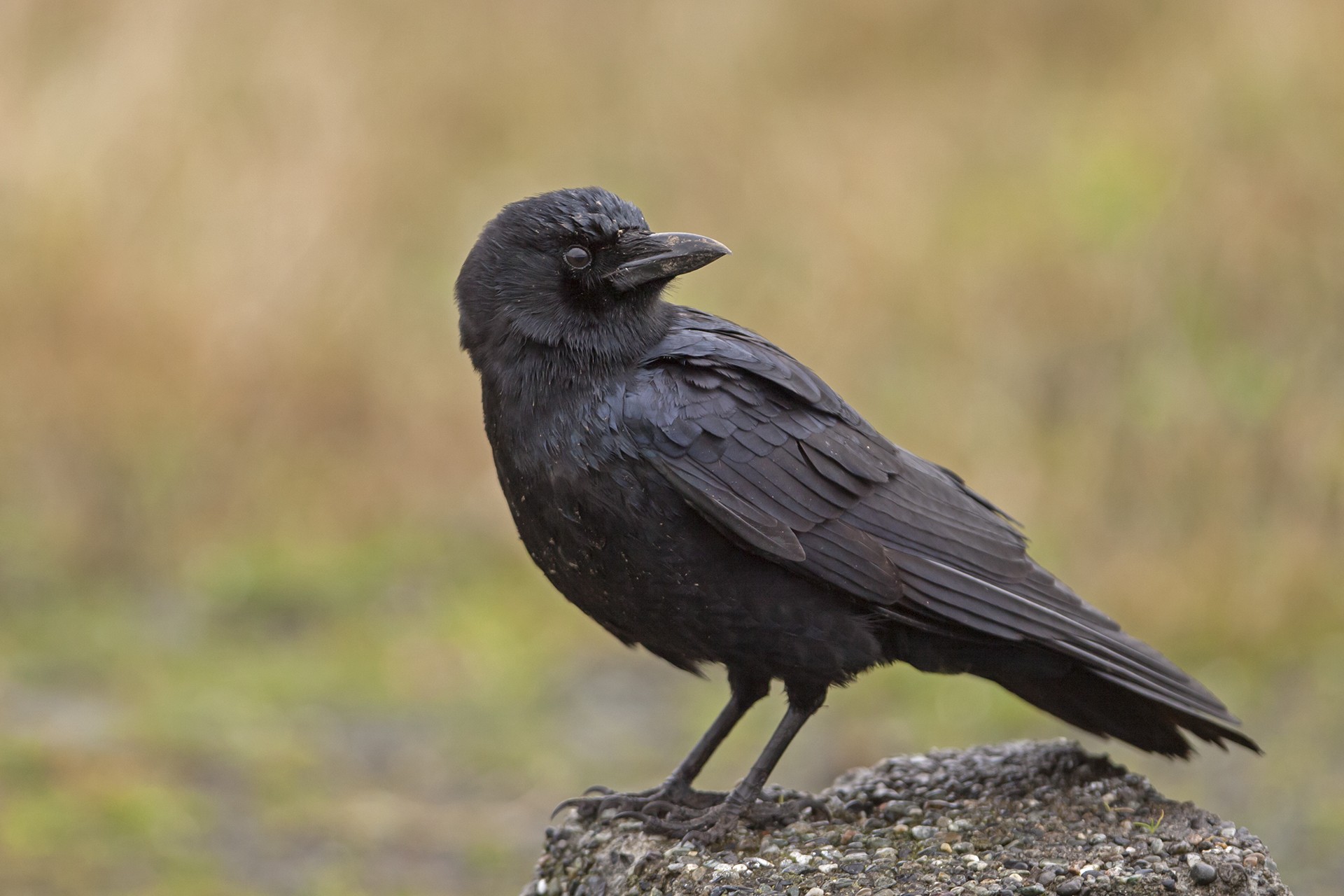 © Joshua Covill - American/Northwestern Crow