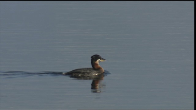 Red-necked Grebe - ML419943