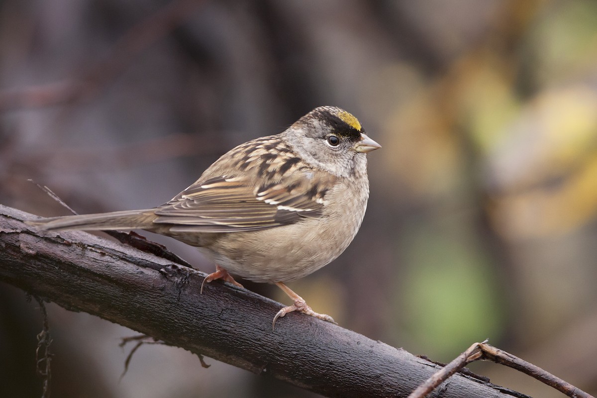 Golden-crowned Sparrow - Joshua Covill