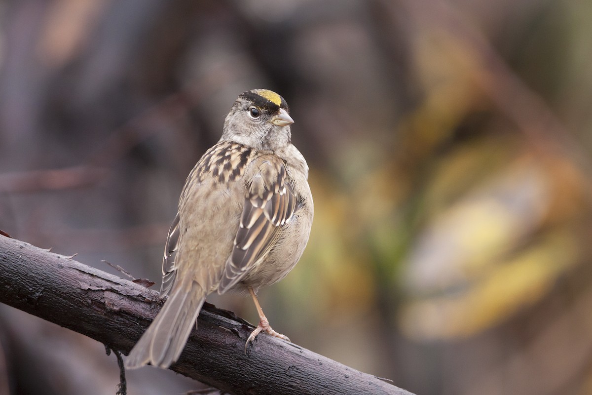 Golden-crowned Sparrow - Joshua Covill