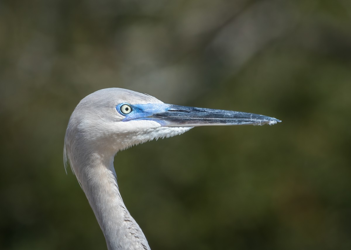 Great Egret x Great Blue Heron (hybrid) - Jim Hoover
