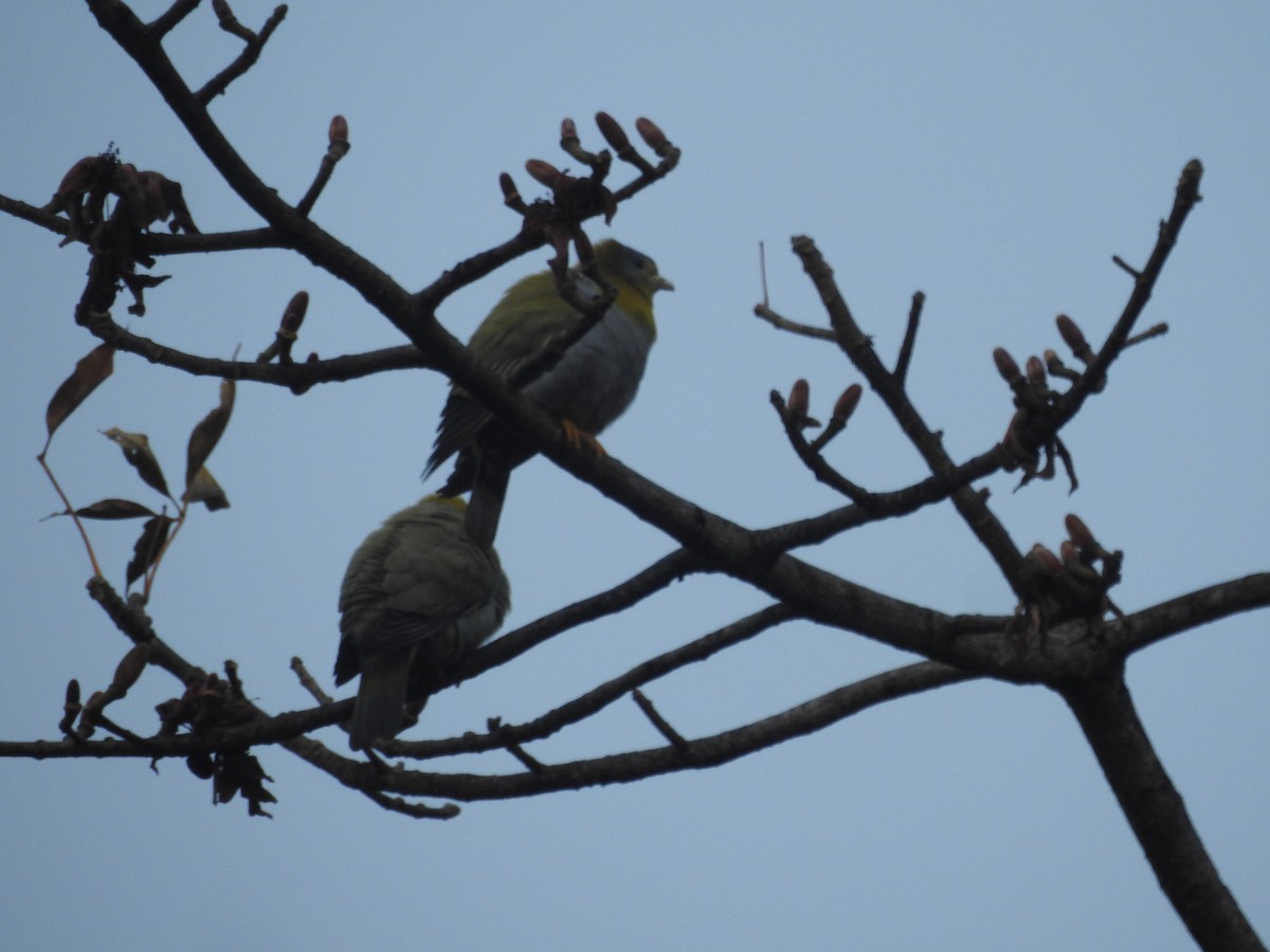 Yellow-footed Green-Pigeon - ML419945341