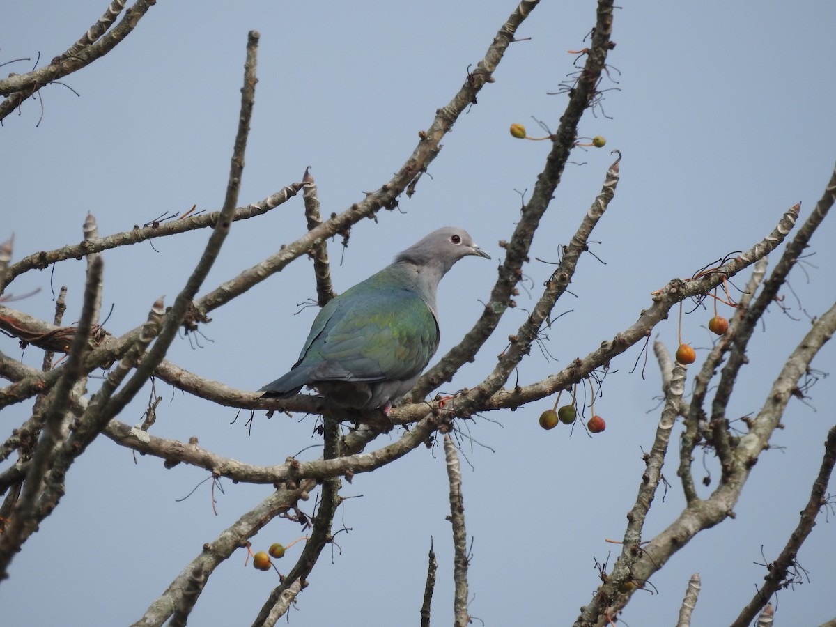 Green Imperial-Pigeon - ML419945611