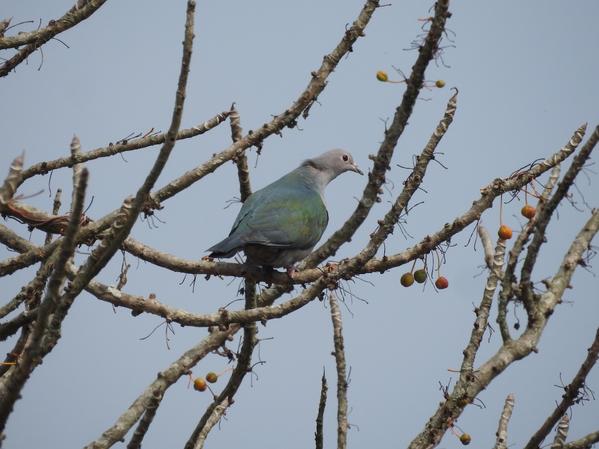 Green Imperial-Pigeon - ML419945671