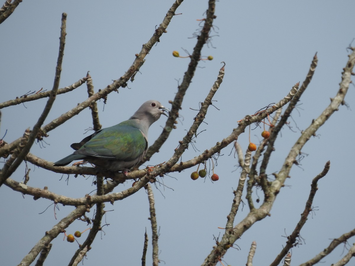 Green Imperial-Pigeon - ML419945711