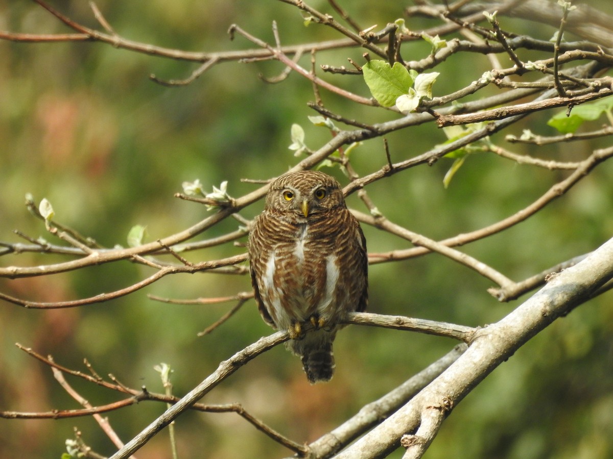 Asian Barred Owlet - ML419946921