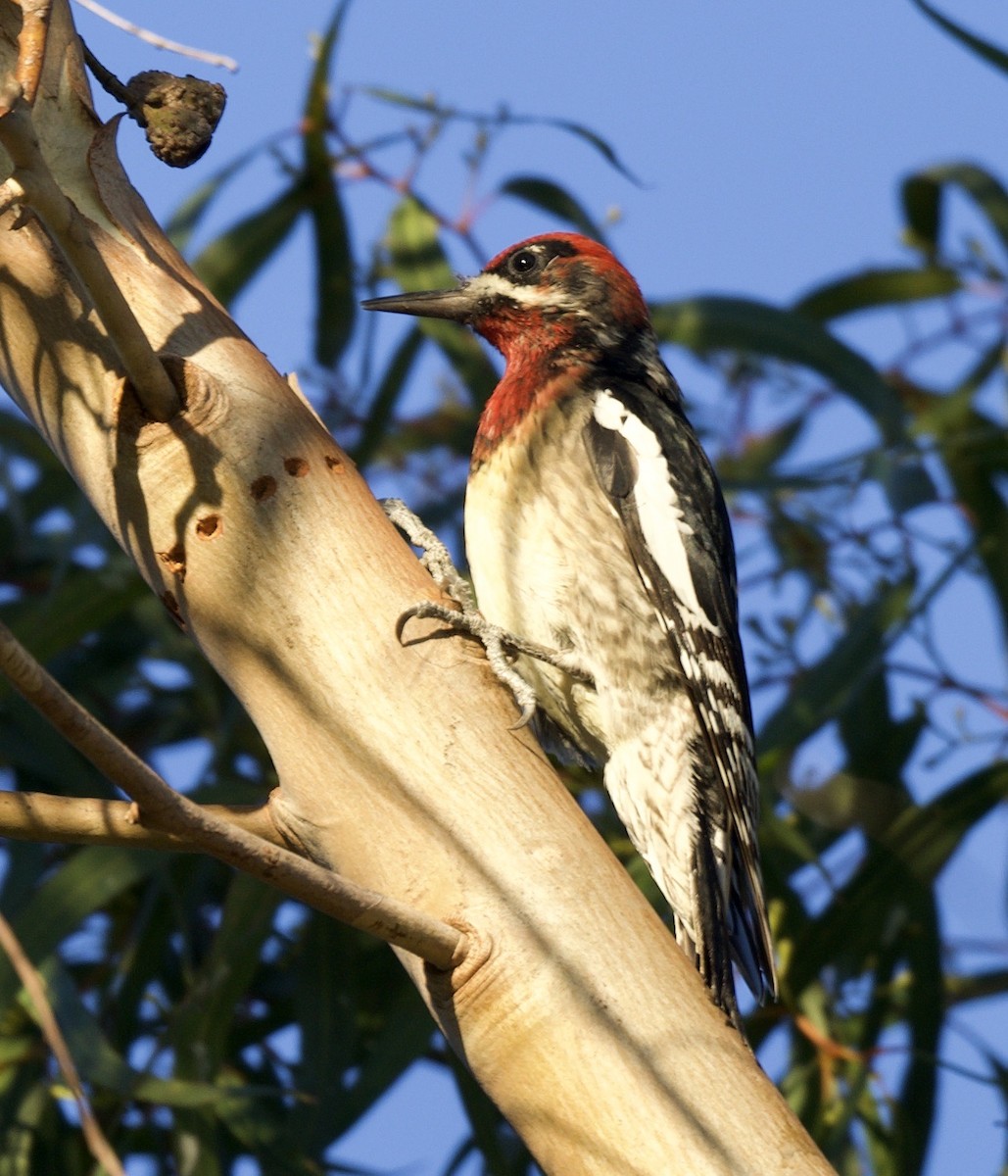 Red-breasted Sapsucker - ML419947281