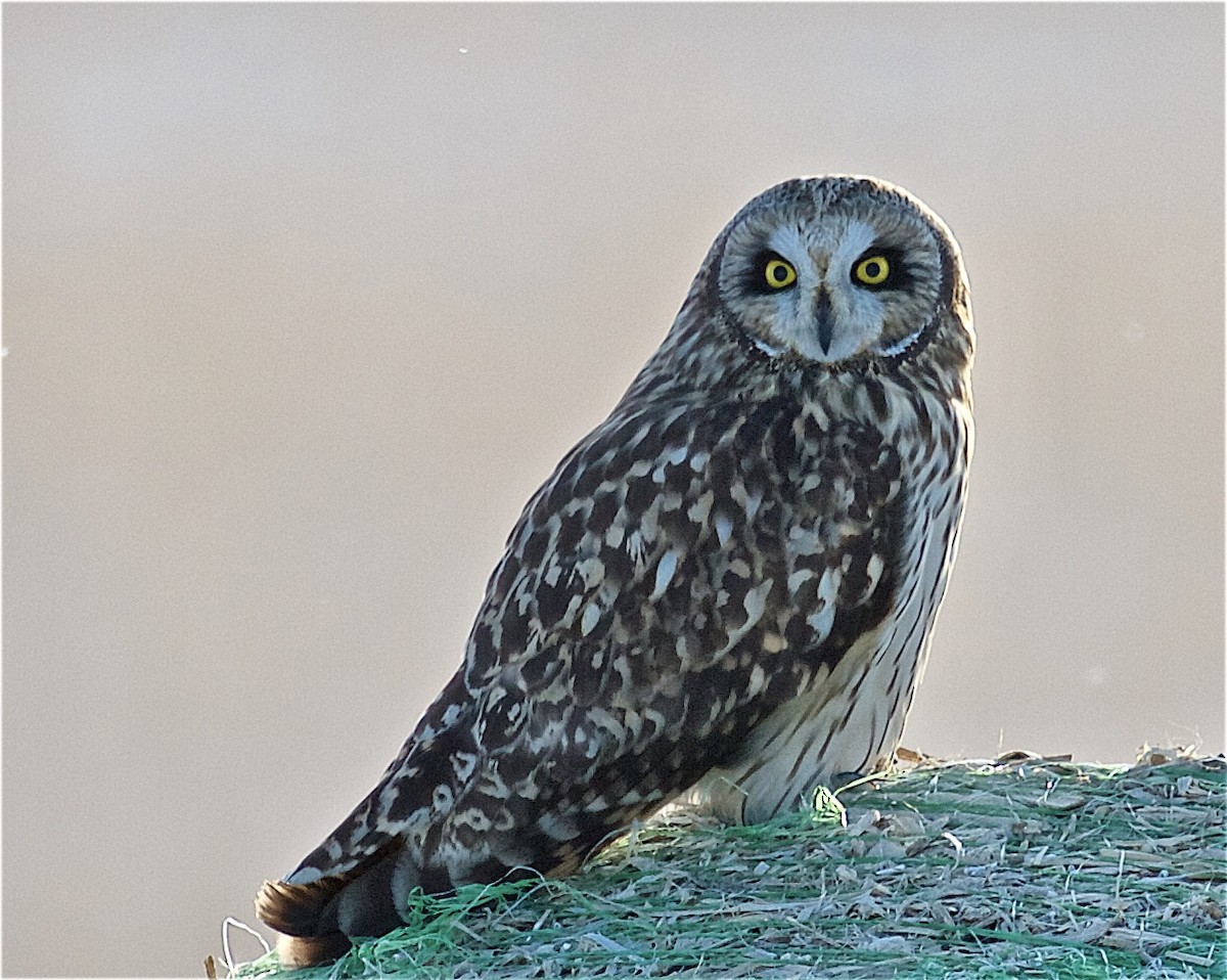 Short-eared Owl - ML419947471