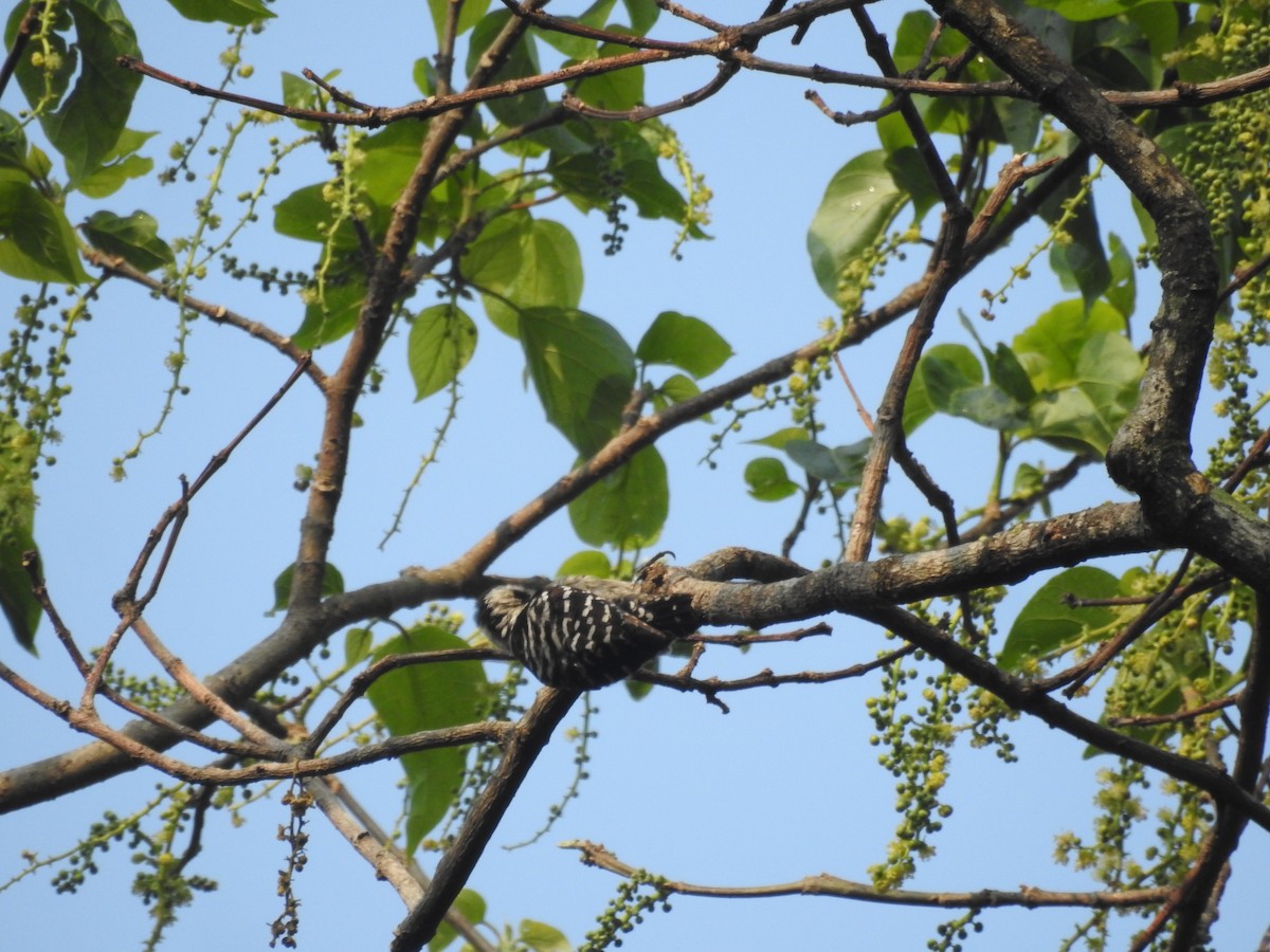 Gray-capped Pygmy Woodpecker - ML419948741