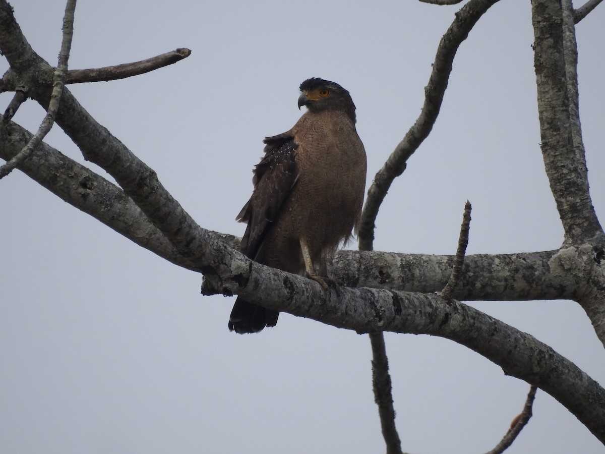 Crested Serpent-Eagle - ML419949701
