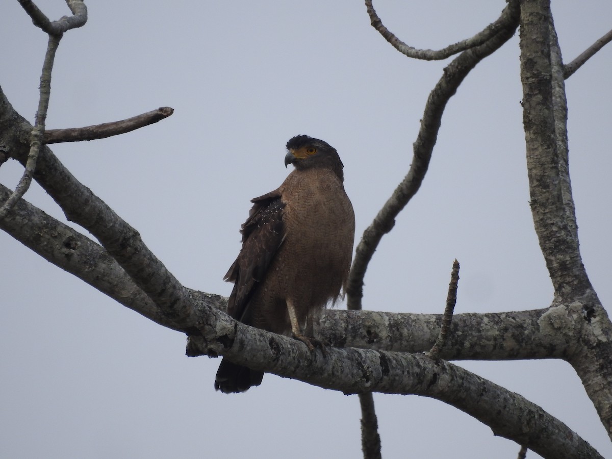 Crested Serpent-Eagle - ML419949741