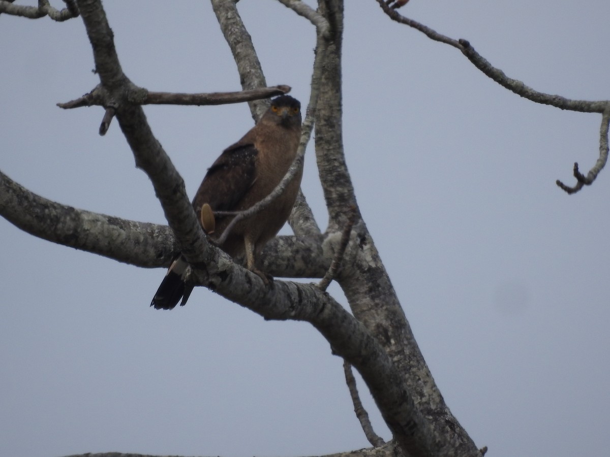 Crested Serpent-Eagle - ML419949761