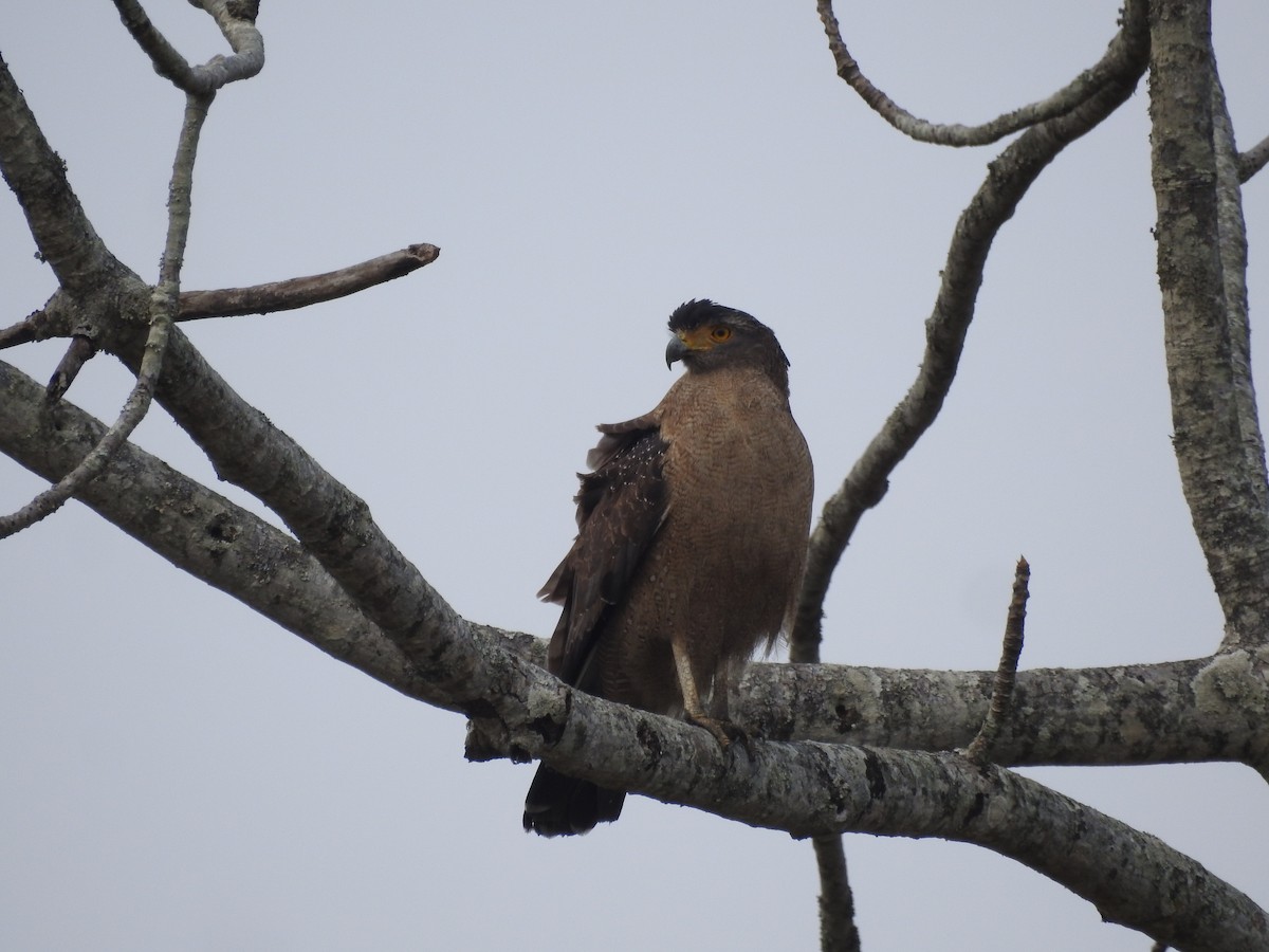 Crested Serpent-Eagle - ML419949771