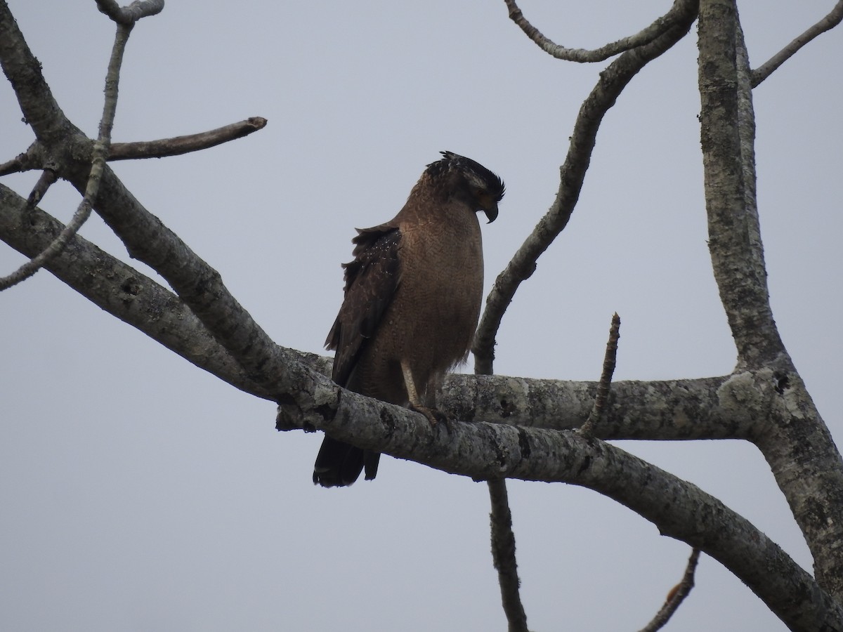 Crested Serpent-Eagle - ML419949811