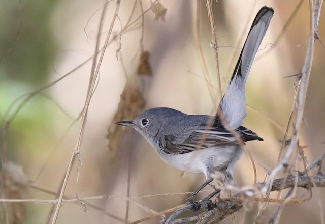 Blue-gray Gnatcatcher - eBird