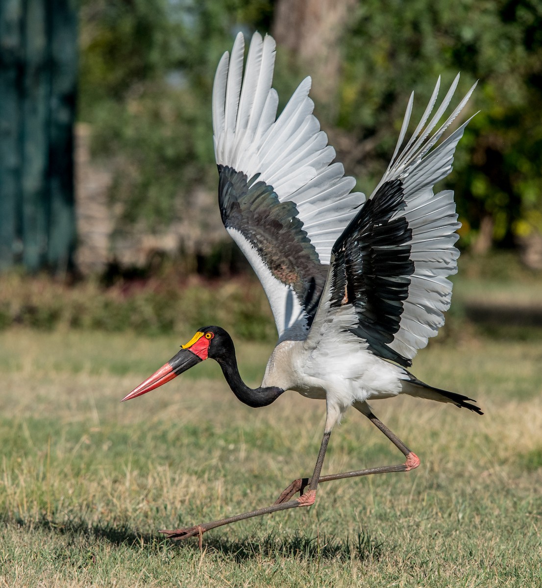 Saddle-billed Stork - Sundar Cherala