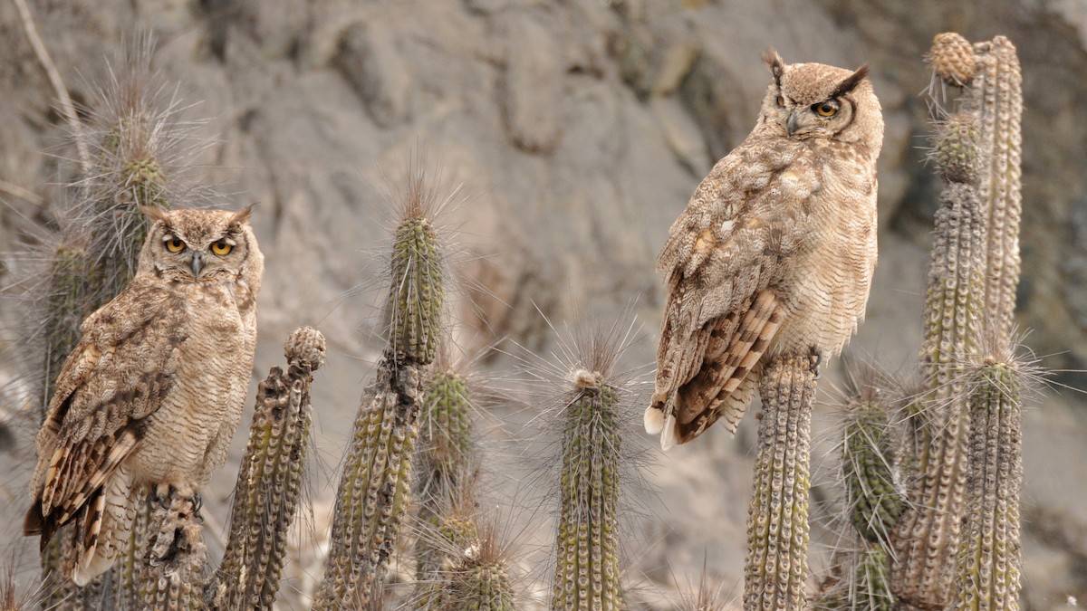 Lesser Horned Owl - Philippe DANDOIS