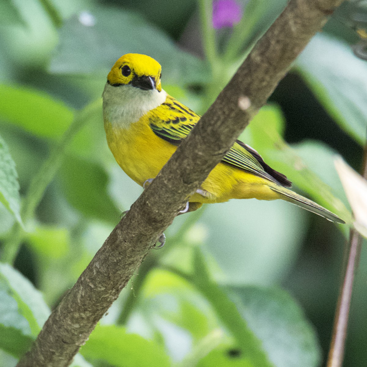 Silver-throated Tanager - ML419961731