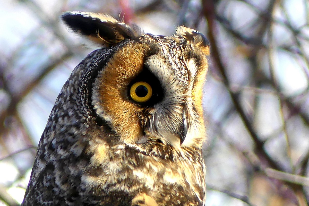 Long-eared Owl - ML419964521