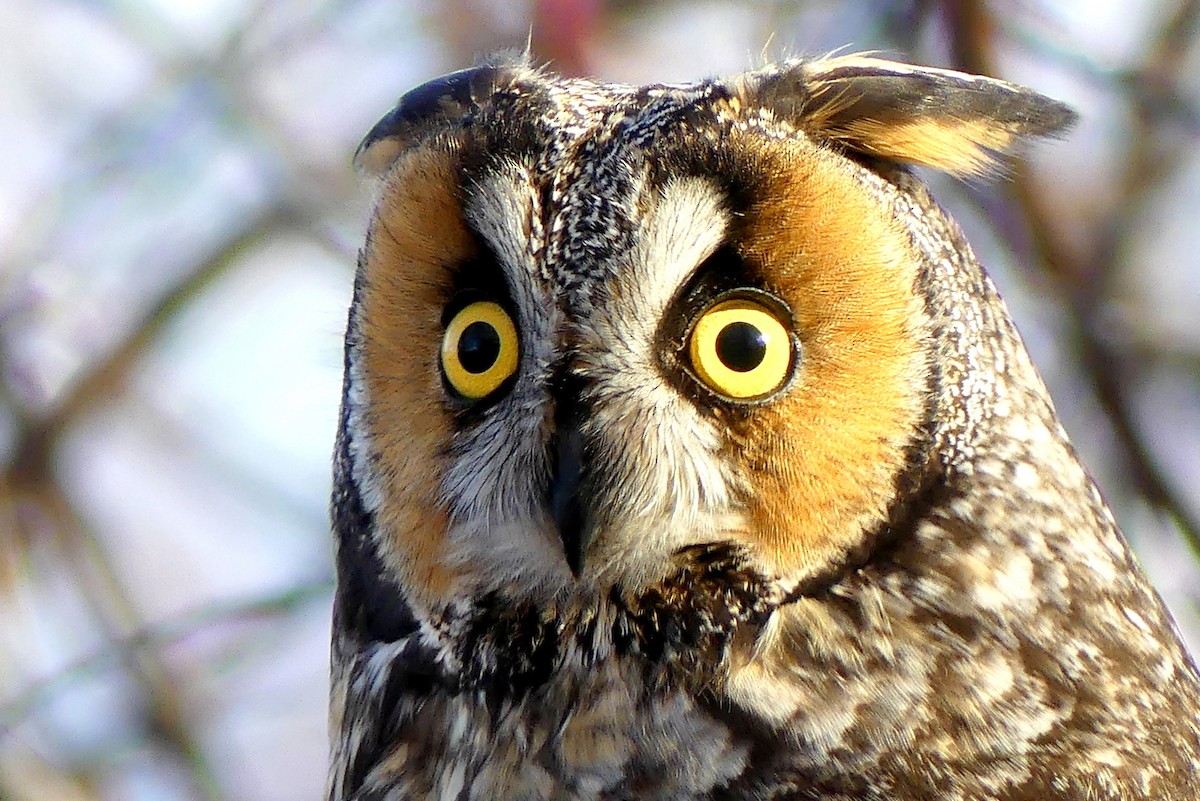 Long-eared Owl - ML419964541