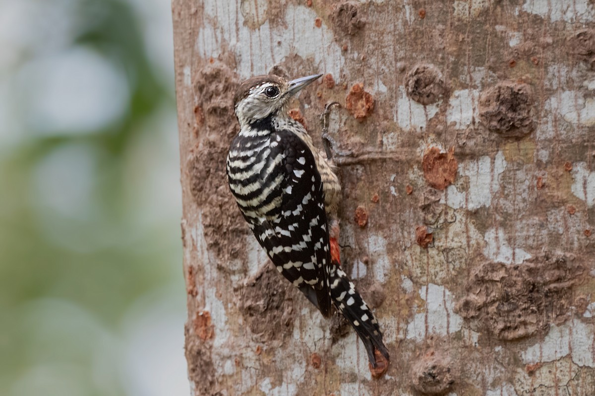 Freckle-breasted Woodpecker - ML419964611