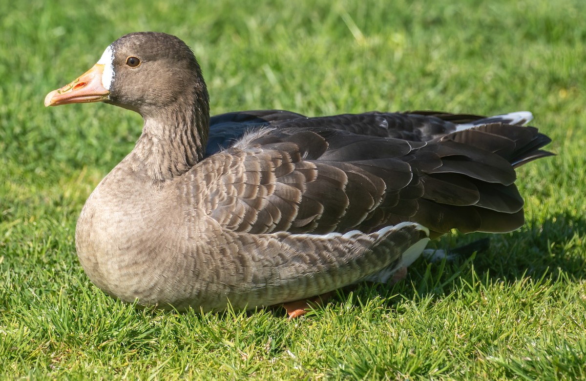 Greater White-fronted Goose - ML419965641