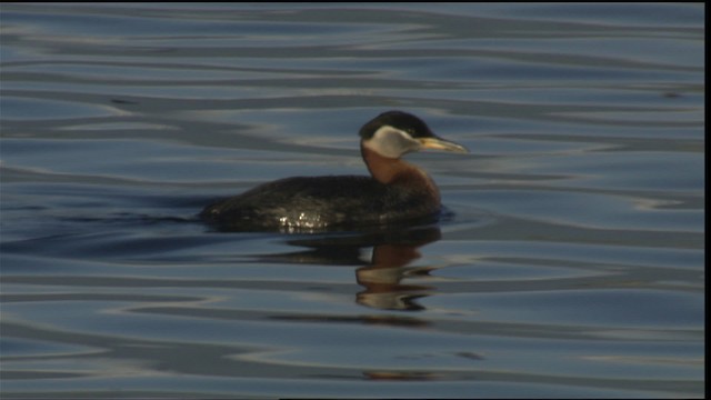 Red-necked Grebe - ML419968
