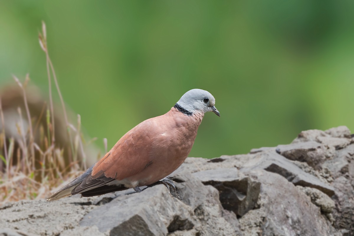 Red Collared-Dove - ML419976251