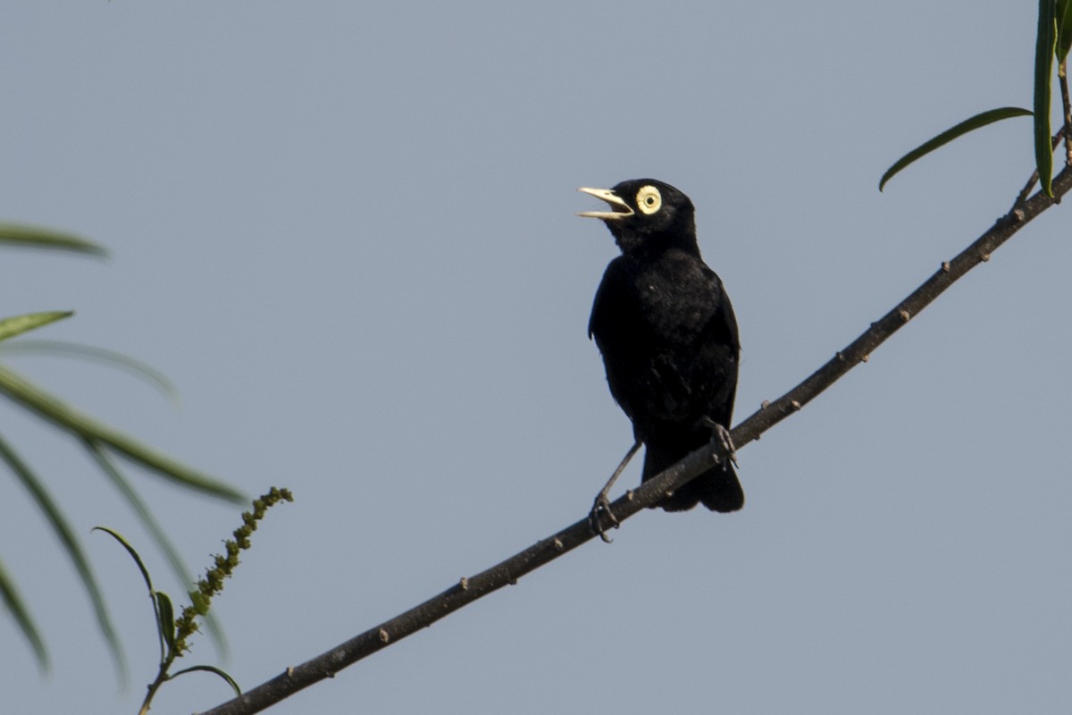 Spectacled Tyrant - ML41998141