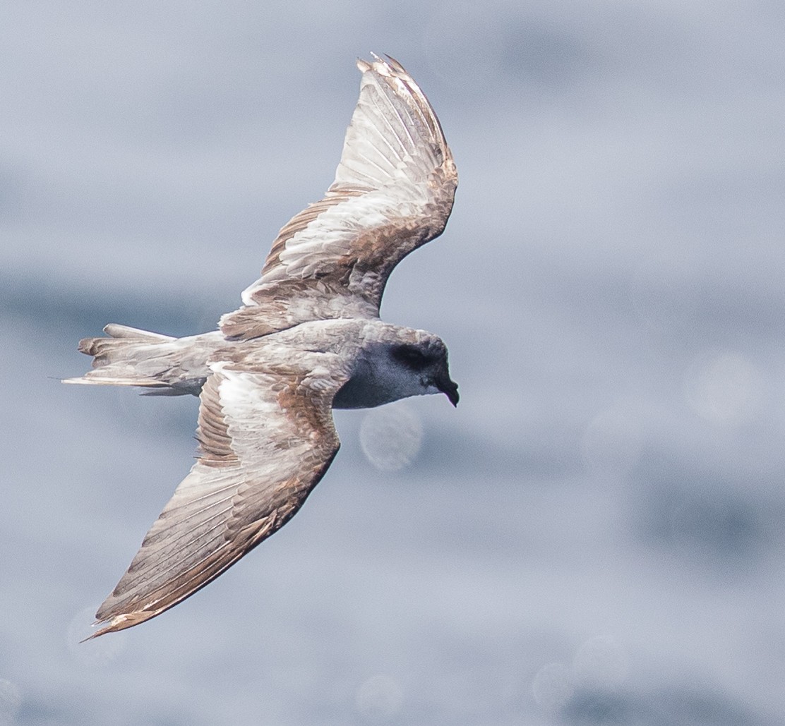 Fork-tailed Storm-Petrel - ML419981641