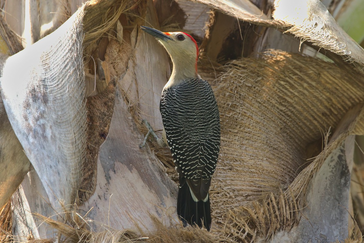 Yucatan Woodpecker - Alex Muench