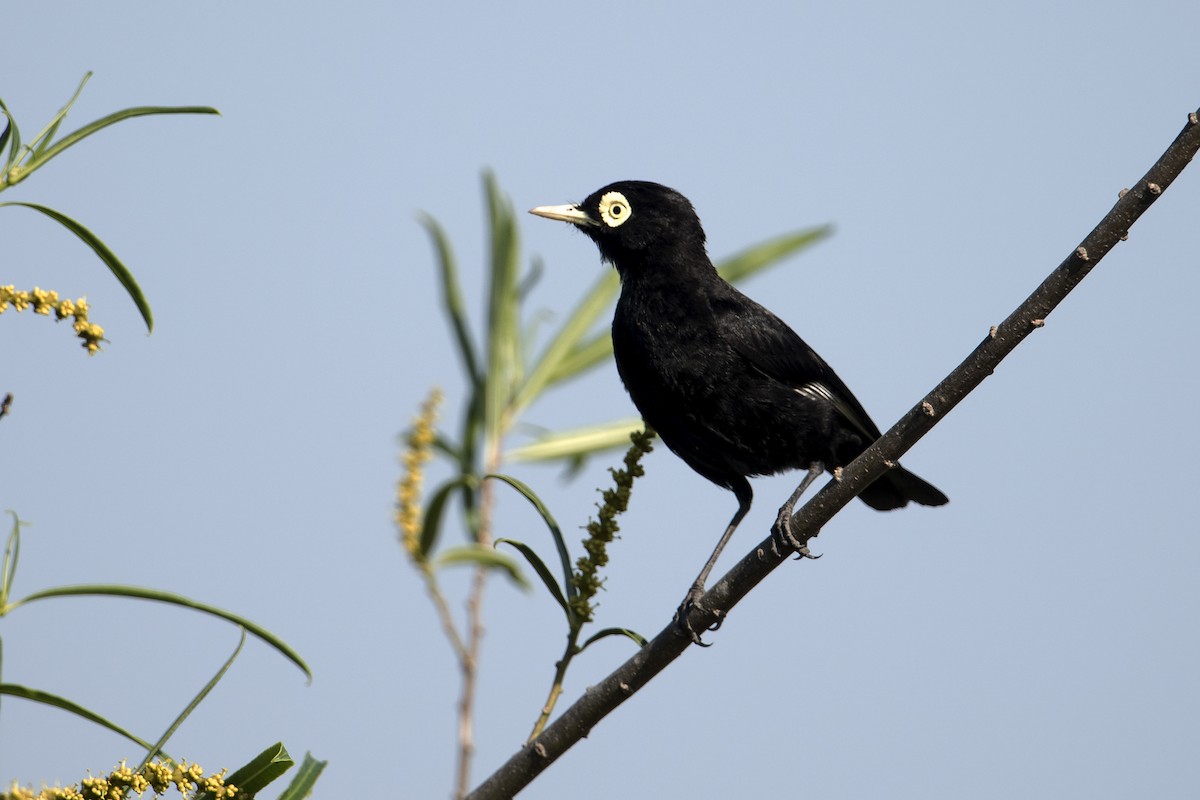 Spectacled Tyrant - ML41998321