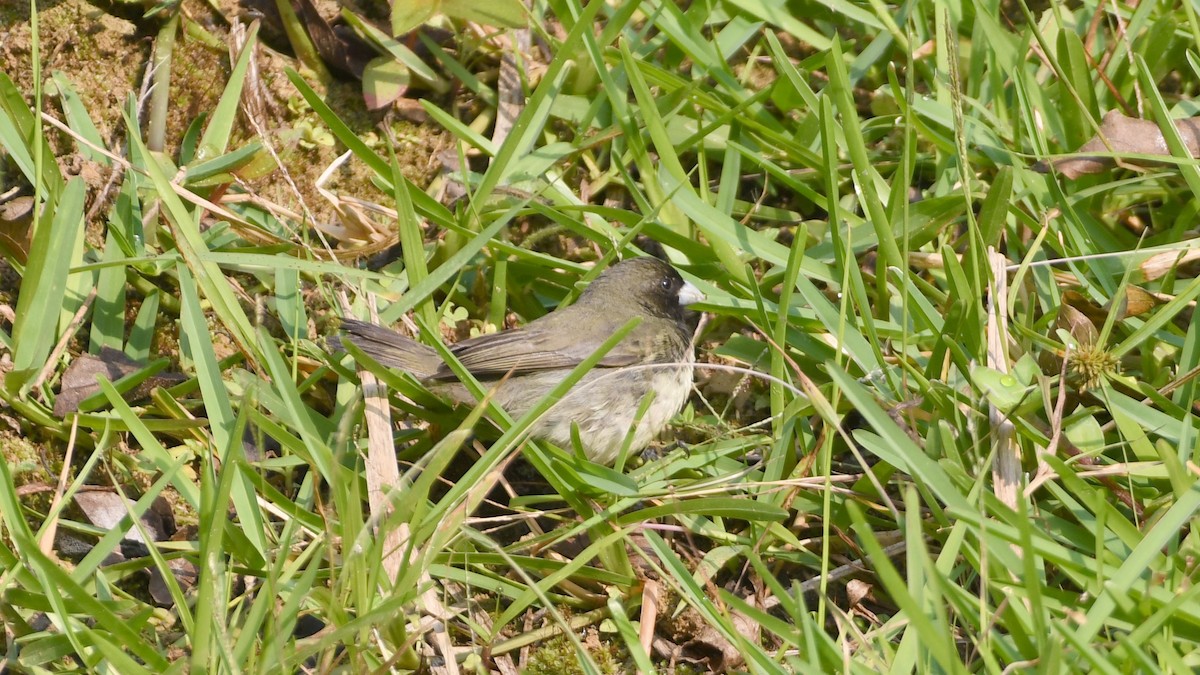 Yellow-bellied Seedeater - ML419985091