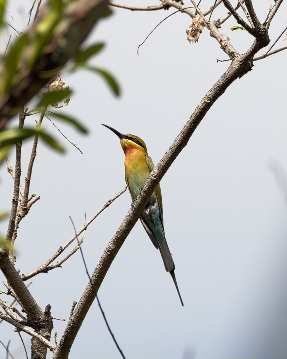 Blue-tailed Bee-eater - Joseph Riel Senga