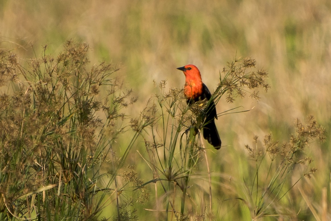 Scarlet-headed Blackbird - ML41998891