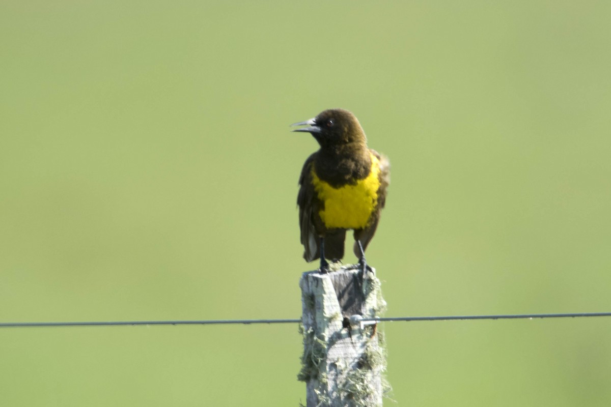 Brown-and-yellow Marshbird - ML41999001